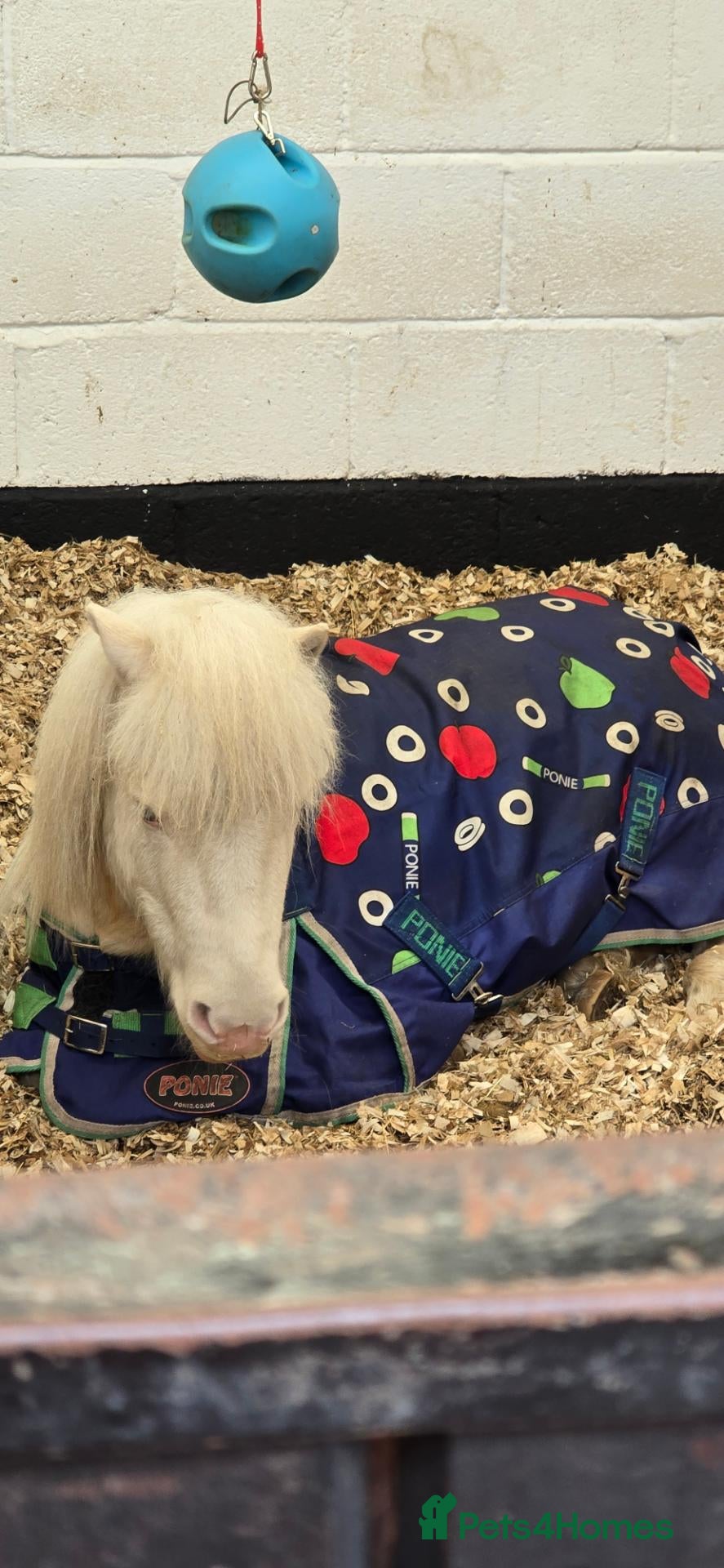 Shetland pony horses Mini shetland  - Advert 2
