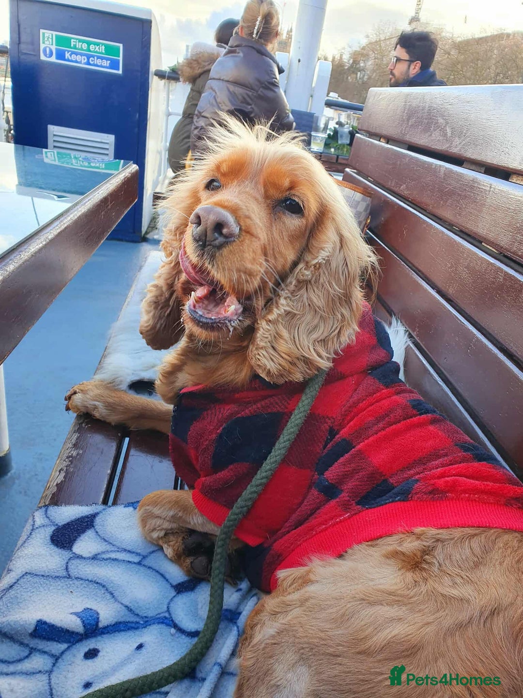 Cocker Spaniel dogs for adoption: Lola needs her very own special forever home  - Image 1