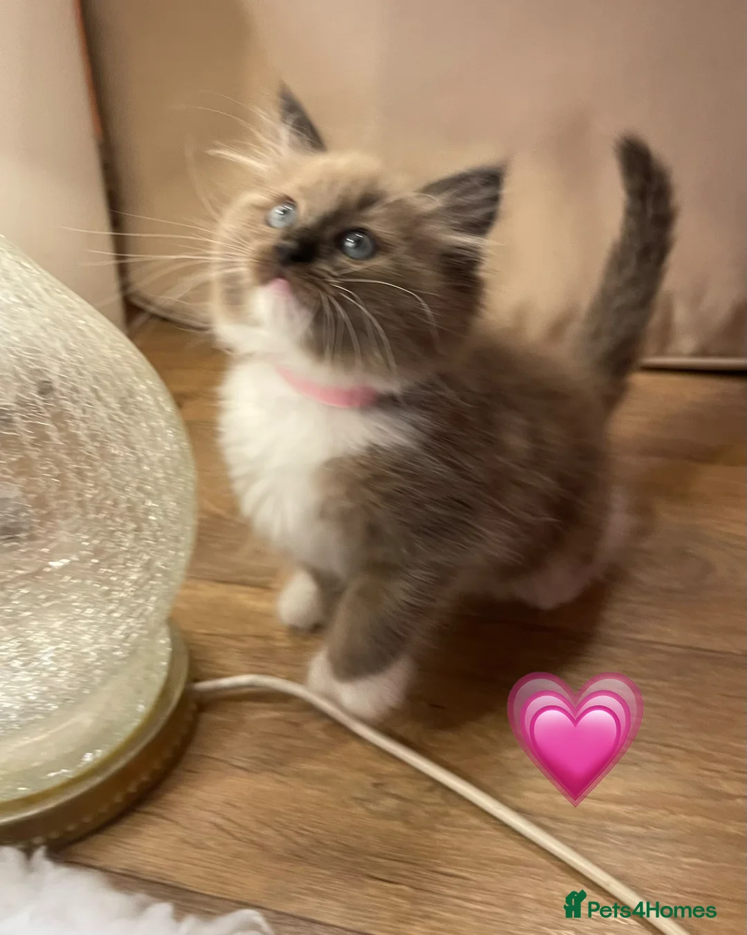Ragdoll cats for sale: Beautiful Ragdolls  - Advert 2