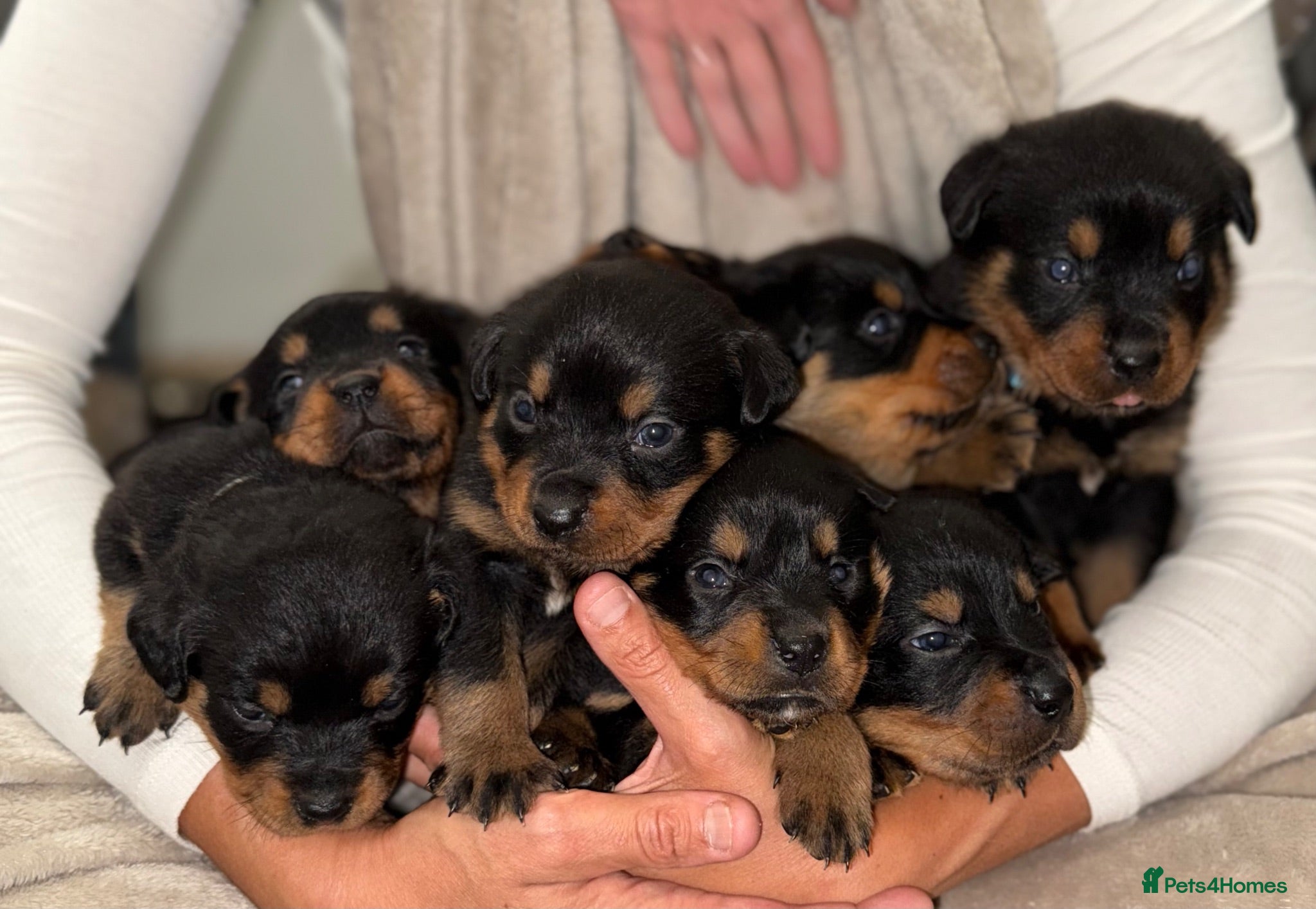 Rottweiler dogs ✨✨Beautiful Chunky Rottweiler Puppies✨✨ - Advert 1