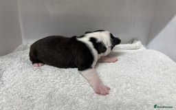 Boston Terrier dogs for sale: Champ bloodline (KC) Boston Terrier pups 💕 - Image 6