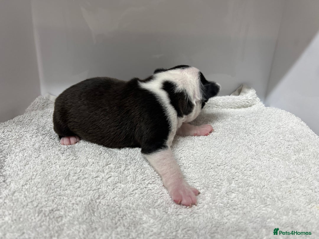 Boston Terrier dogs for sale: Champ bloodline (KC) Boston Terrier pups 💕 - Image 6