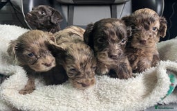 Cockapoo dogs for sale: GORGEOUS F1 MERLE COCKAPOOS HEALTH TESTED PARENTS - Image 5