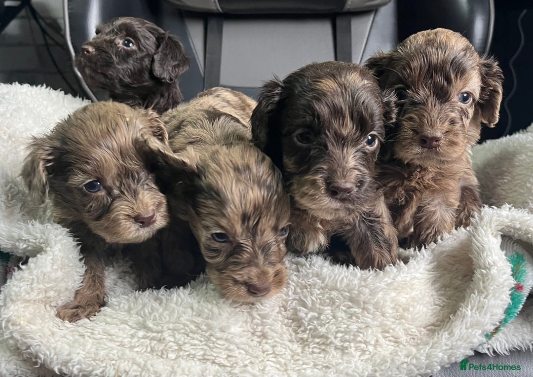 Cockapoo dogs for sale: GORGEOUS F1 MERLE COCKAPOOS HEALTH TESTED PARENTS - Image 5