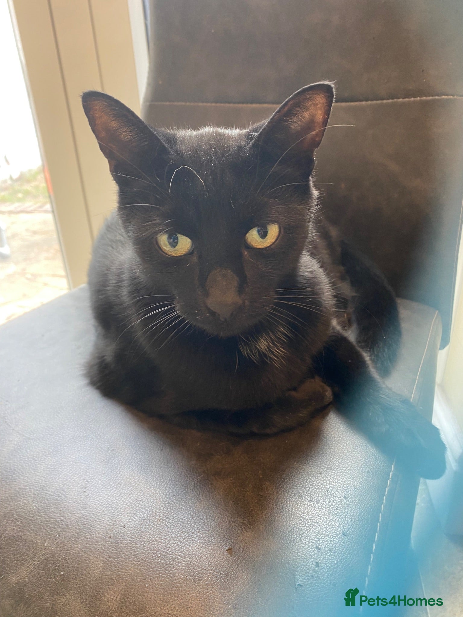 Mixed Breed cats Alfie - Advert 1