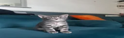 Domestic Shorthair cats for sale: Kittens ready to find a loving forever home  - Advert 5