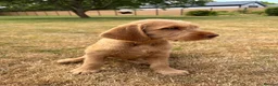 Hungarian Vizsla dogs for sale: Wirehaired Hungarian Vizsla Pups in Malton - Advert 6