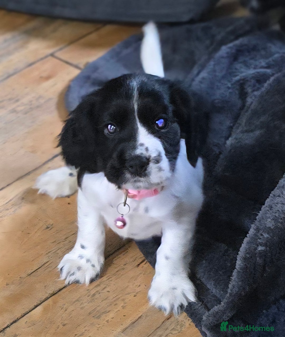 Cocker Spaniel dogs for sale: Cocker Spaniel Puppies - Image 7