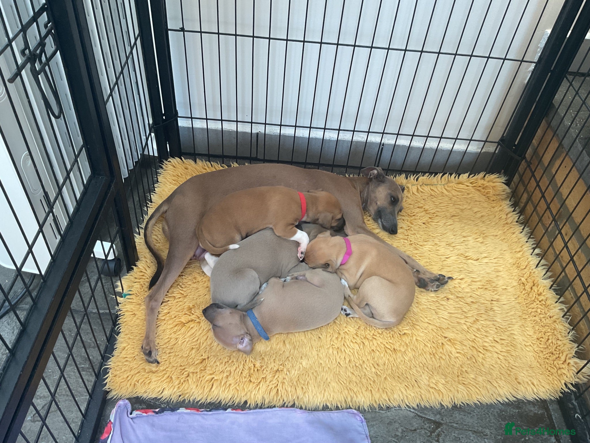 Italian Greyhound dogs Gorgeous Kc reg Italian greyhound  - Advert 13