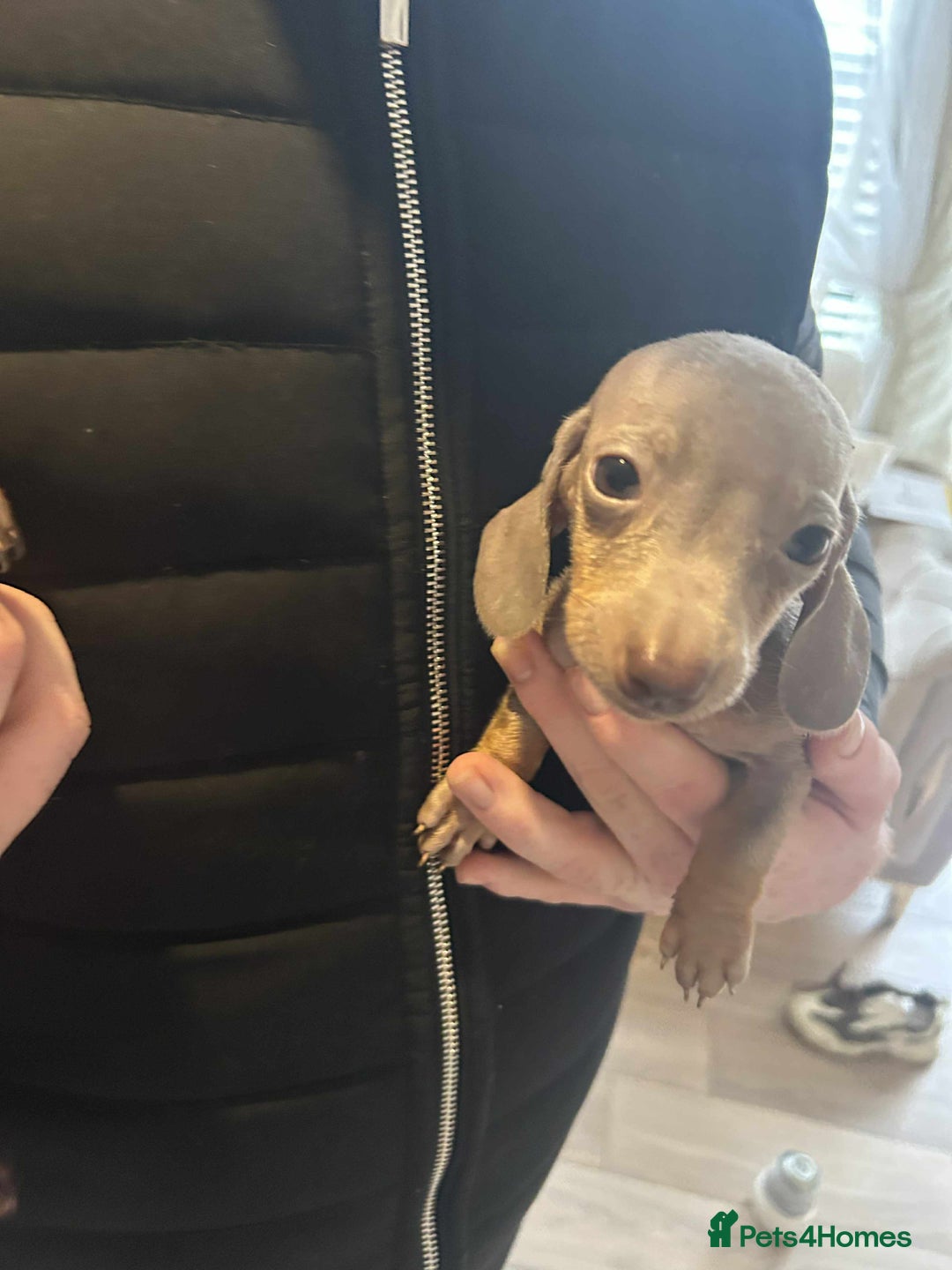 Miniature Dachshund dogs for sale: Miniature dachshund  - Advert 8