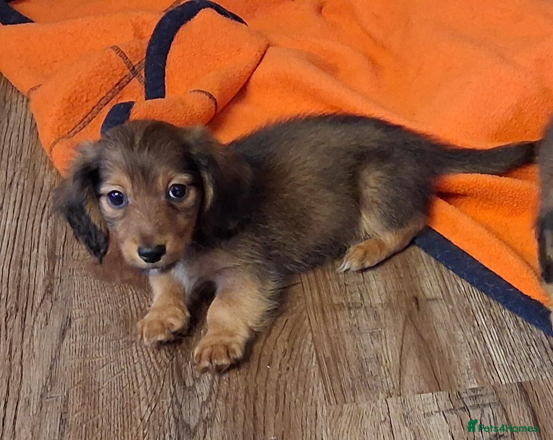 Miniature Dachshund dogs for sale: Tiny long-haired dachshund babies - Advert 8