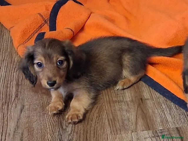 Miniature Dachshund dogs for sale: Tiny long-haired dachshund babies - Advert 8