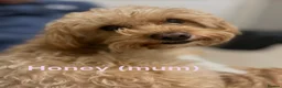 Schnoodle dogs for sale: Schnoodle puppies, 1 girl, 3 boys  in Bradford - Advert 3