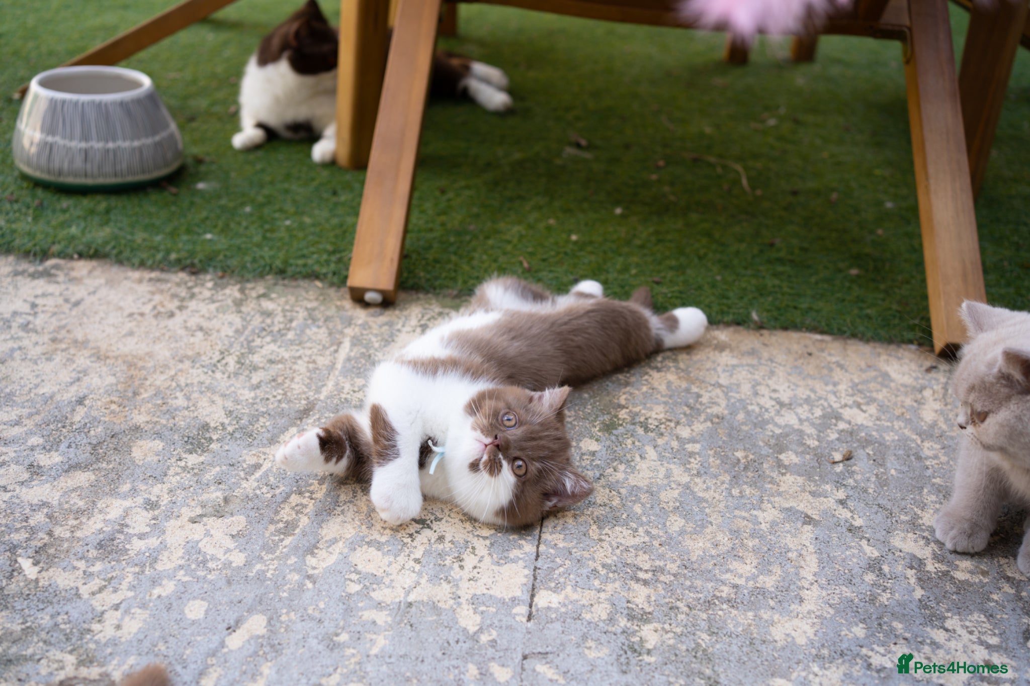 British Shorthair cats Ready to leave 05.05.26 ✨1 boy left  ! - Advert 12