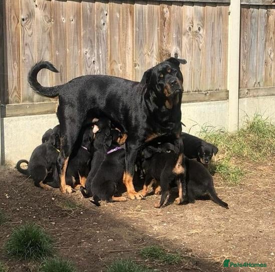 Rottweiler dogs Rottweiler Puppies with Confident Personalities - Advert 13