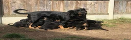 Rottweiler dogs for sale: Rottweiler Puppies with Confident Personalities in Birmingham - Advert 1