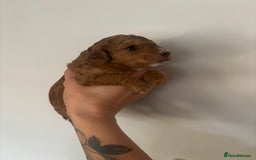 Cockapoo dogs for sale: Stunning cockapoo puppies - Advert 11