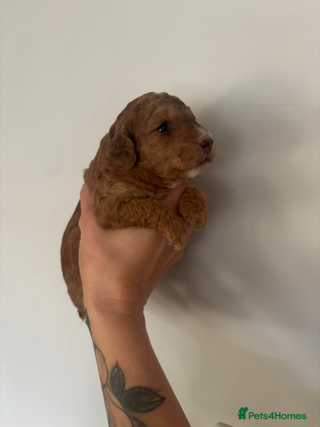 Cockapoo dogs for sale: Stunning cockapoo puppies - Advert 11