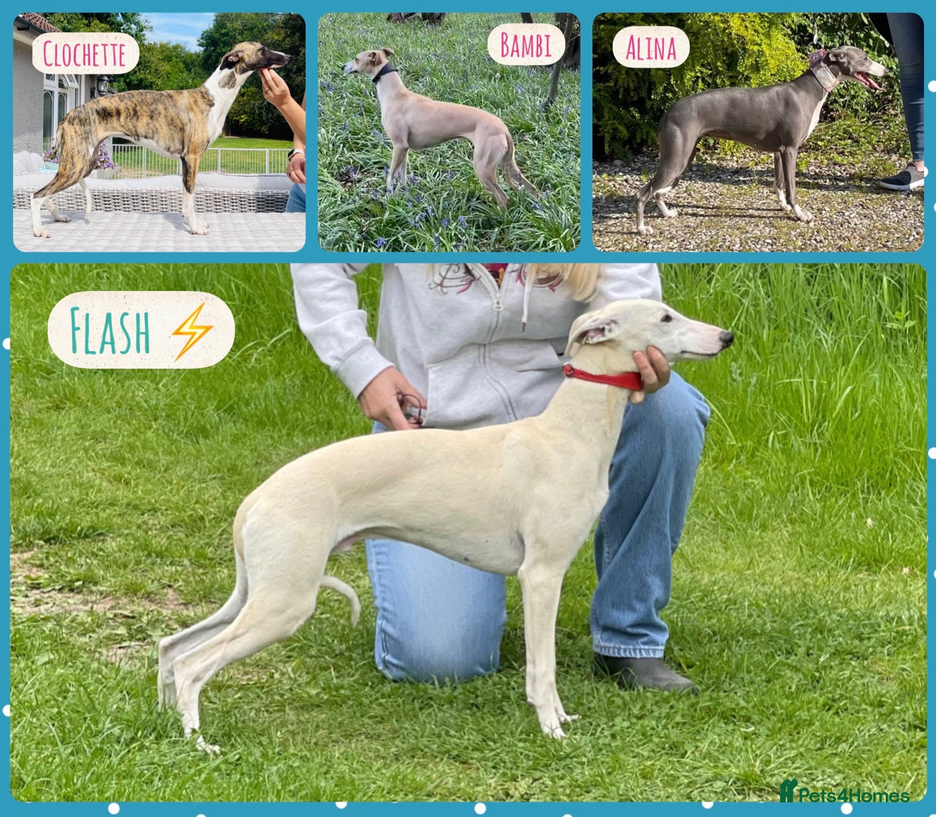 Whippet dogs KC reg healthy, sweet, gentle whippet pups - Advert 2