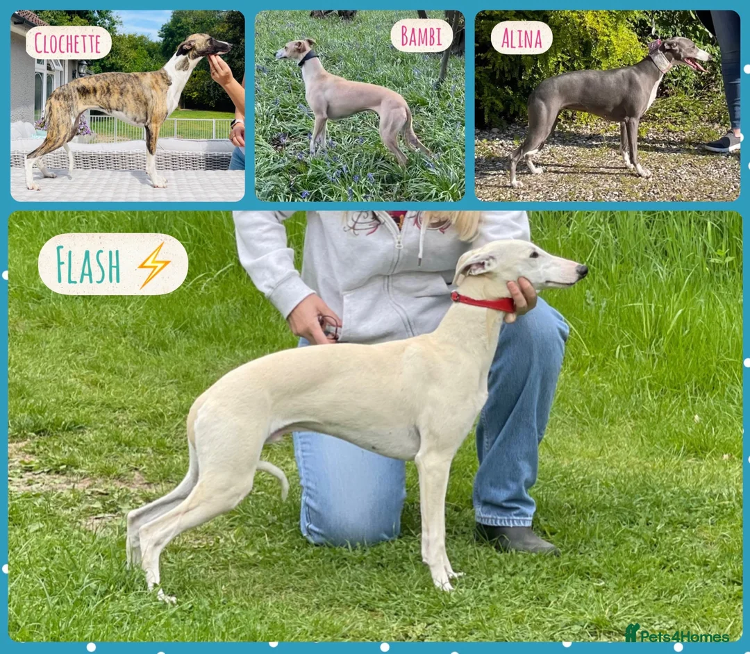 Whippet dogs for sale: KC reg healthy, sweet, gentle whippet pups - Advert 1