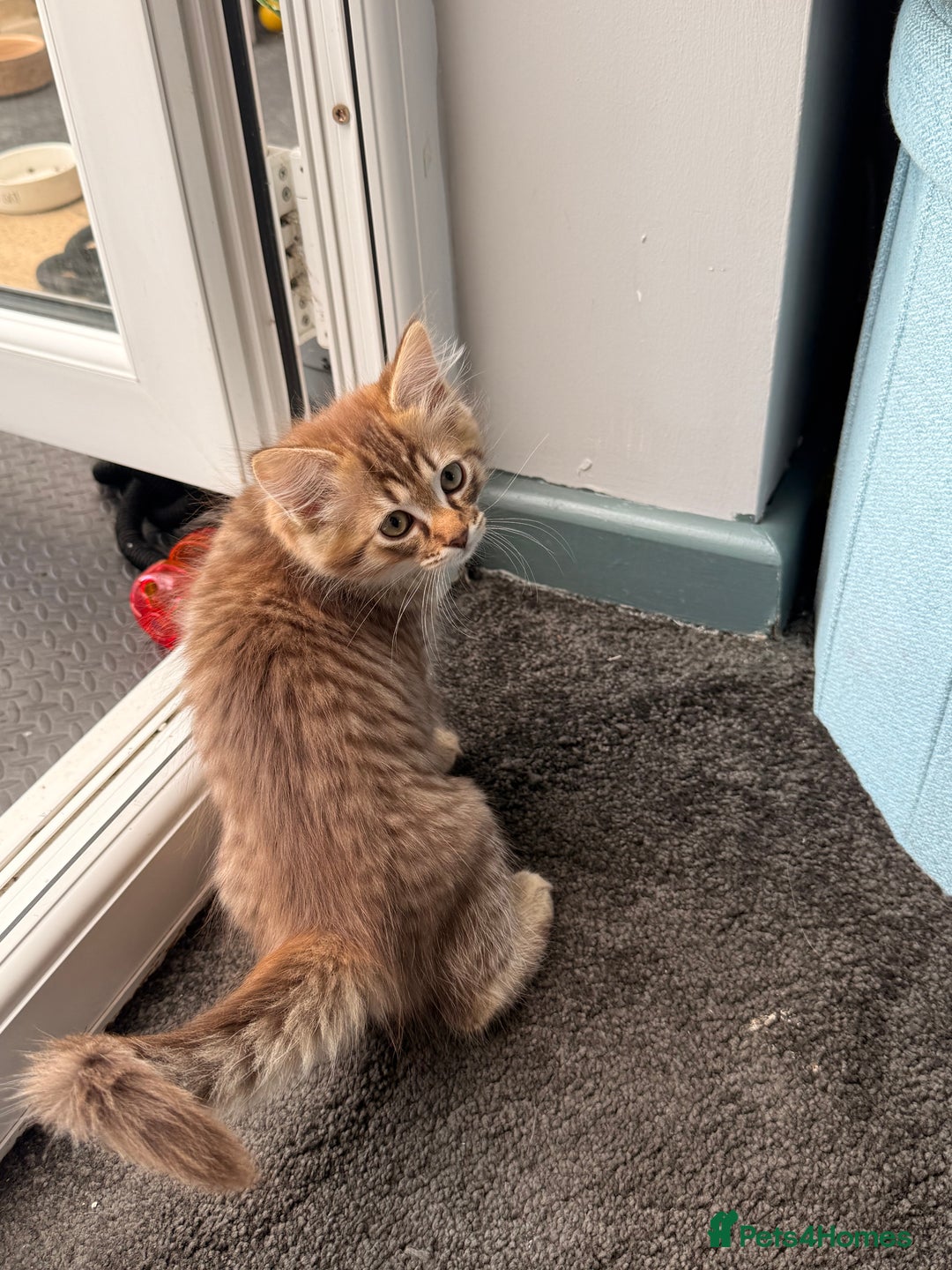 Ragdoll cats for sale: RARE full RAGDOLL BABYS  - Image 29