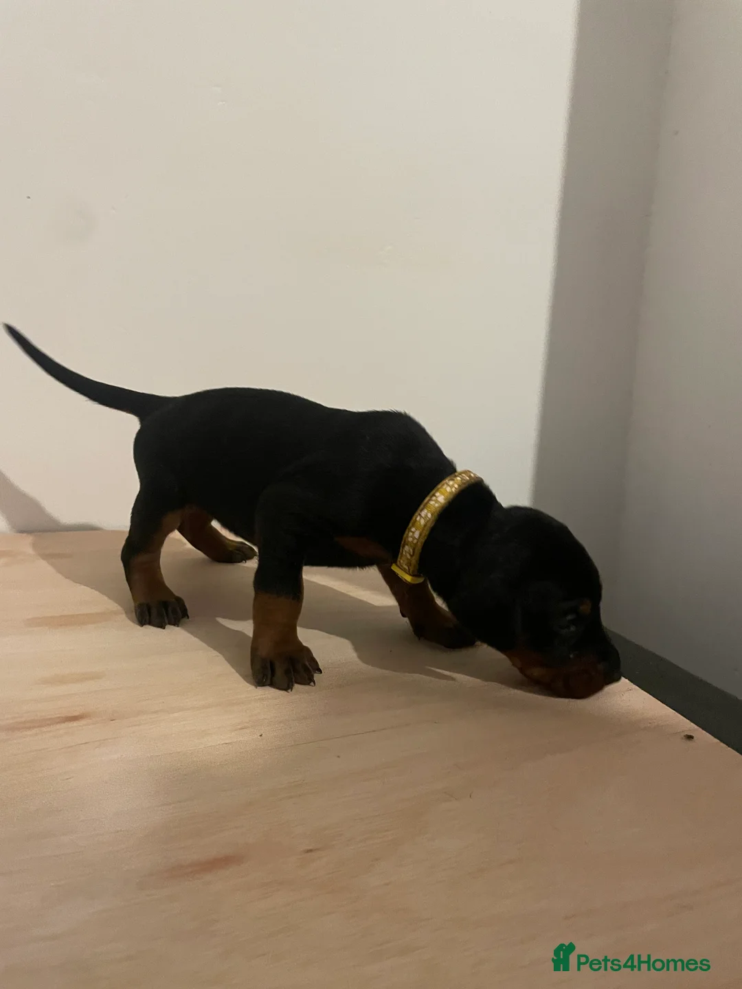 Dobermann dogs for sale: dobermann pinscher - Advert 7