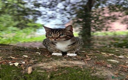 Bengal cats for sale: Beautiful Bengal/Tuxedo Cats  - Image 2