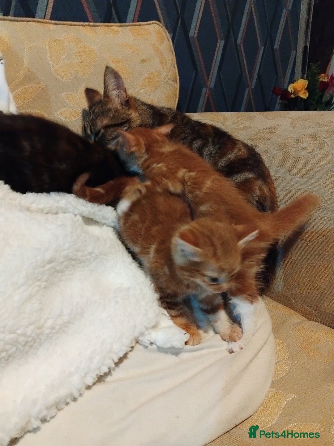 Mixed Breed cats for sale: 3 adorable 6 week old kittens. - Image 15