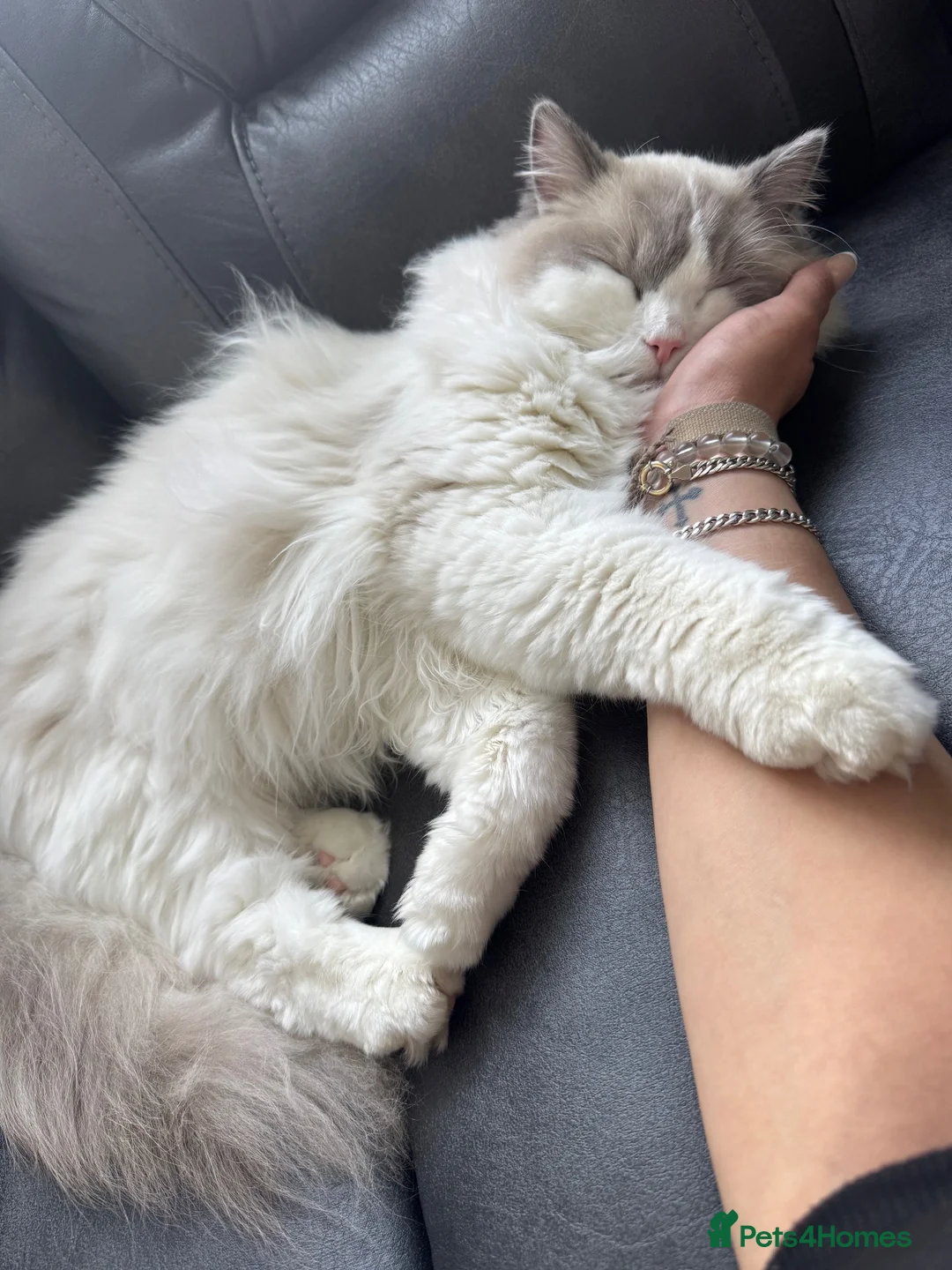 Ragdoll cats for sale: Fluffy the ragdoll  in Brighton - Advert 13