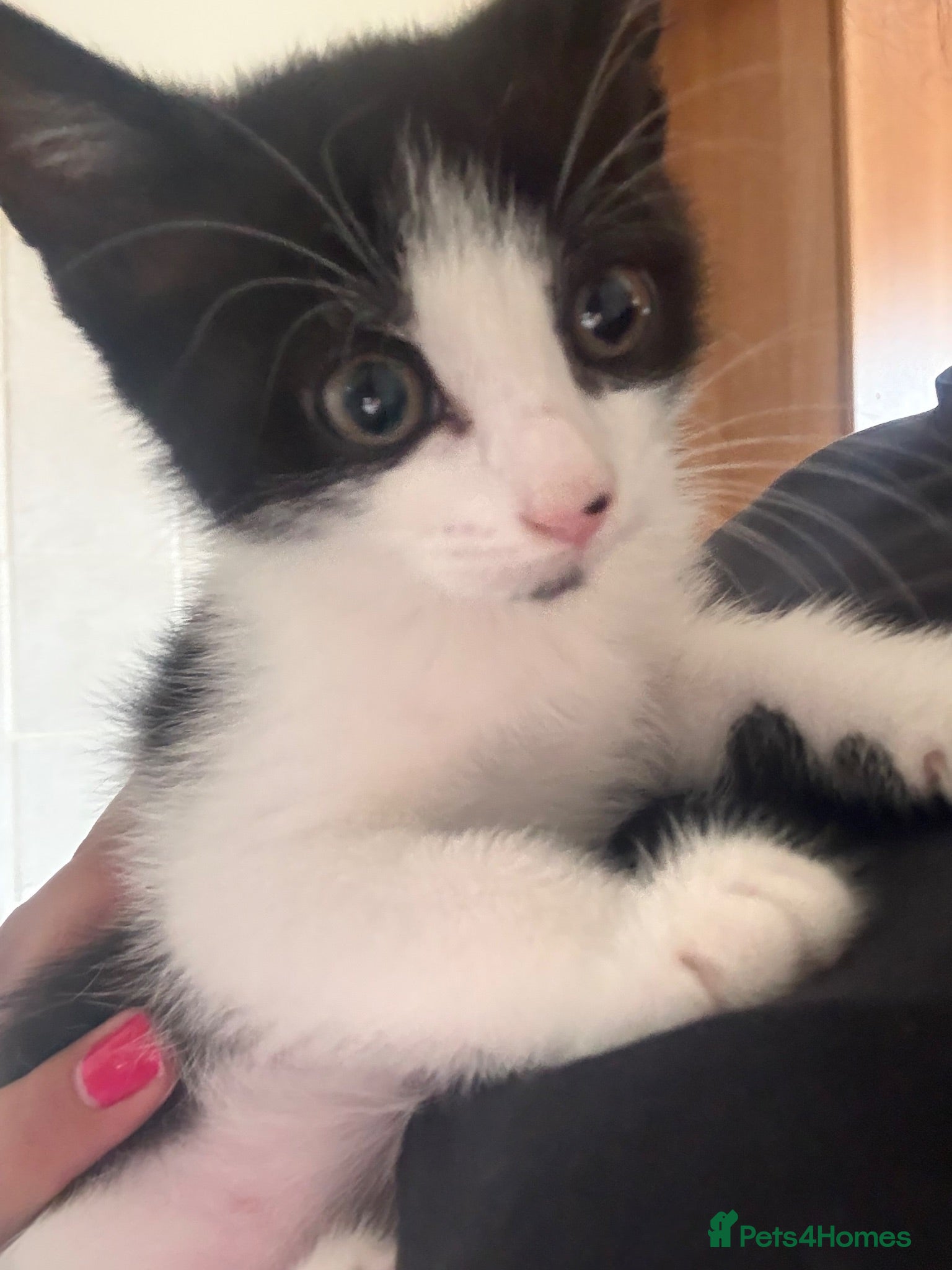 Mixed Breed cats One sweet girl left for her forever home 🩷 - Advert 16