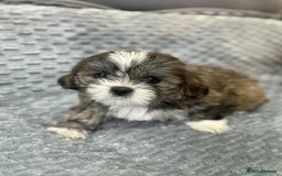 Shih Tzu dogs for sale: 5 Adorable Shih Tzu Pups - Image 3