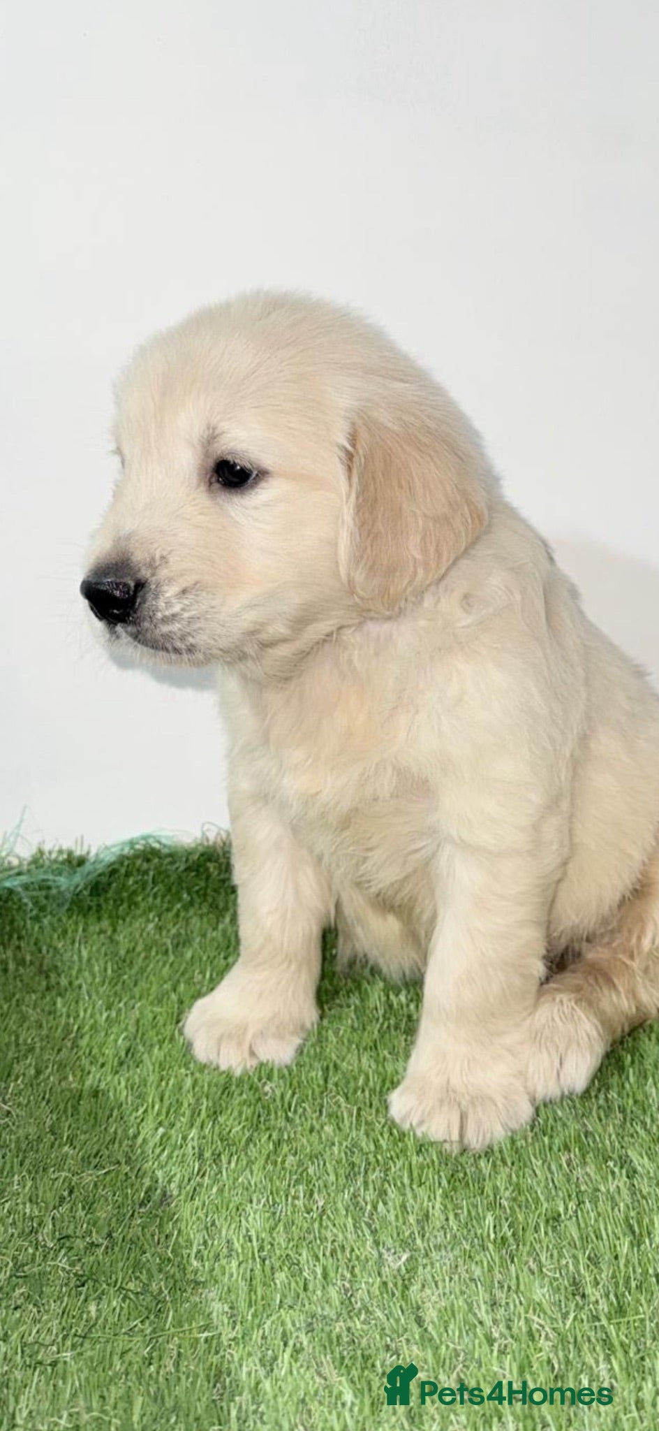 Golden Retriever dogs Golden retrievers  - Advert 16