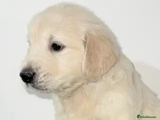 Golden Retriever dogs Golden retrievers - Advert 7