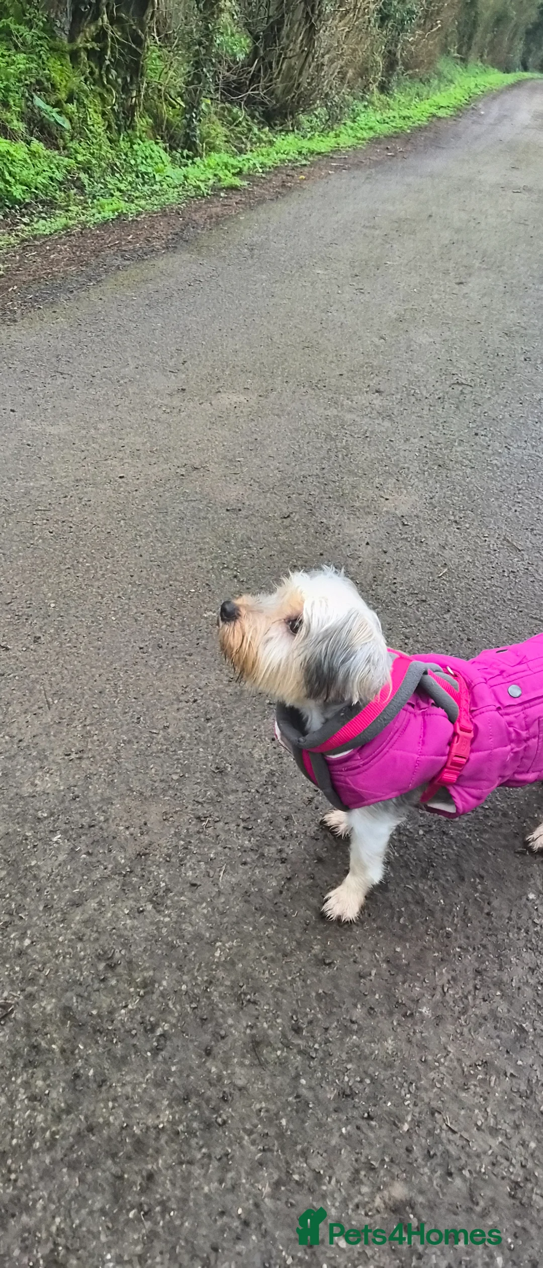 Yorkshire Terrier dogs for sale: Female Yorkshire Terrier  - Advert 2