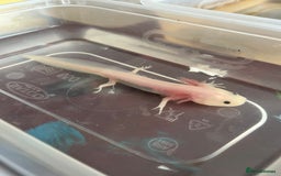 Axolotl reptiles for sale: Juvenile axolotls - Image 1