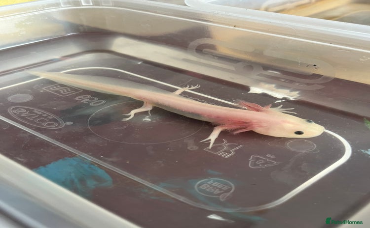 Axolotl reptiles - Advert 2