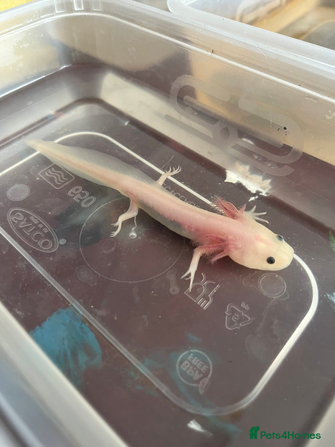 Axolotl reptiles for sale: Juvenile axolotls - Image 1