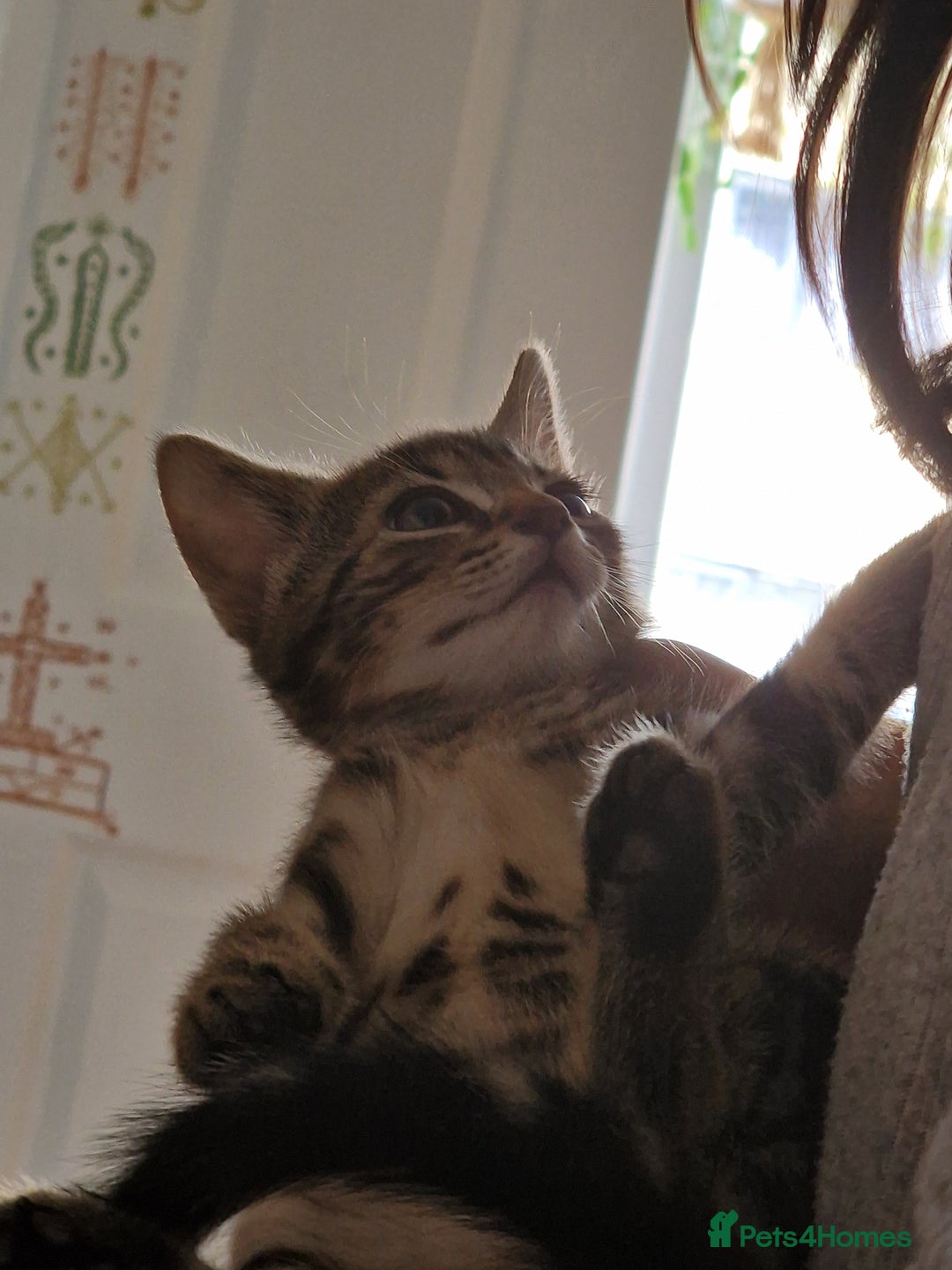 Mixed Breed cats for sale: Kittens - Image 8