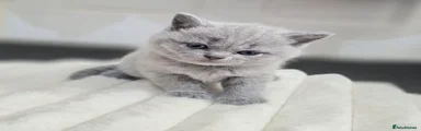 British Shorthair 1