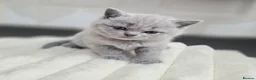 British Shorthair cats for sale: Purebred British short hair kittens 🐱  - Advert 14