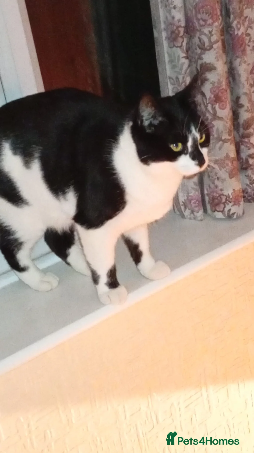 Mixed Breed cats for adoption: Little lady rescue cat waiting 6 months so far - Advert 5