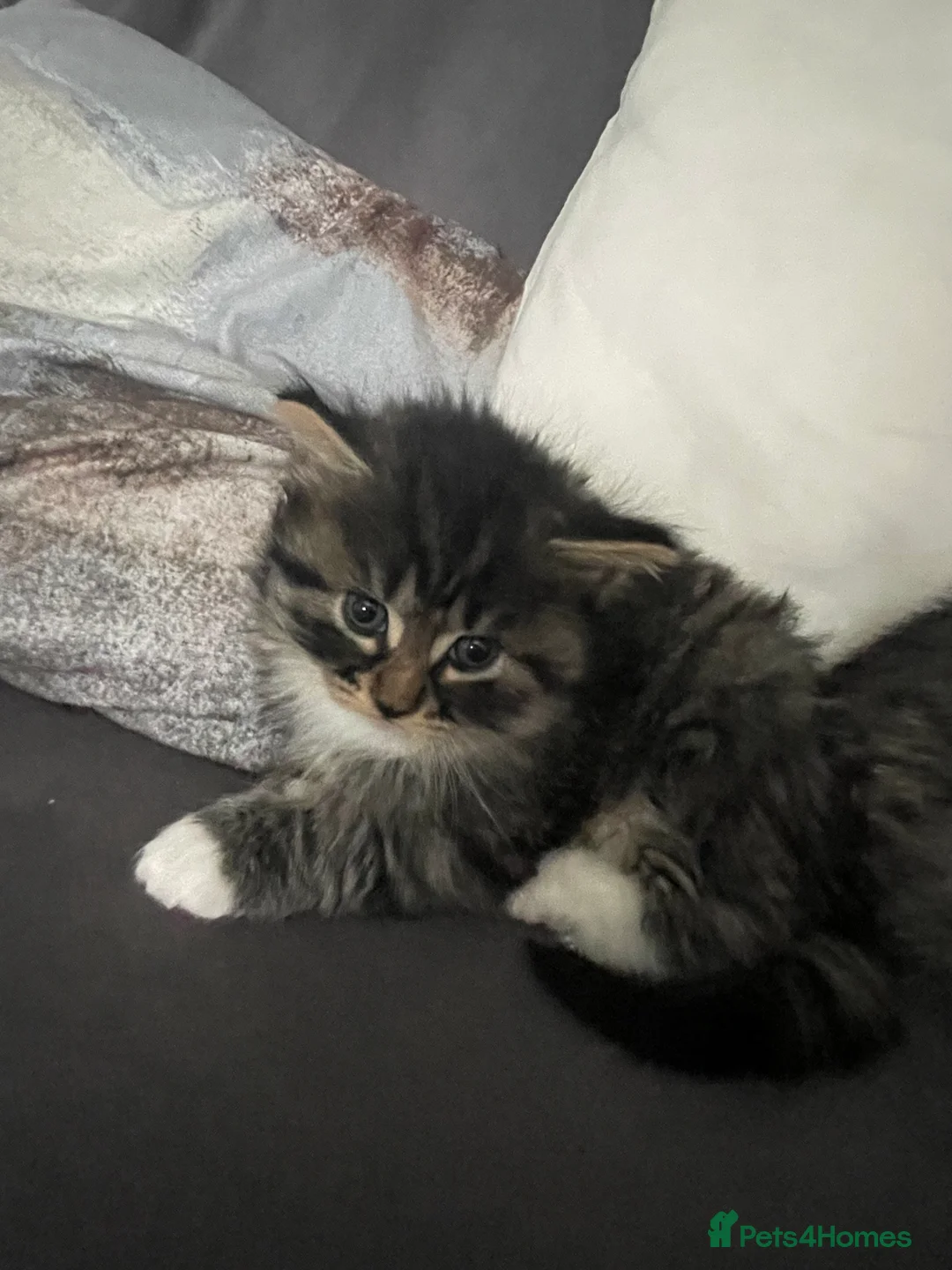 Domestic Shorthair cats for sale: two boy kittens  in Liverpool - Advert 2