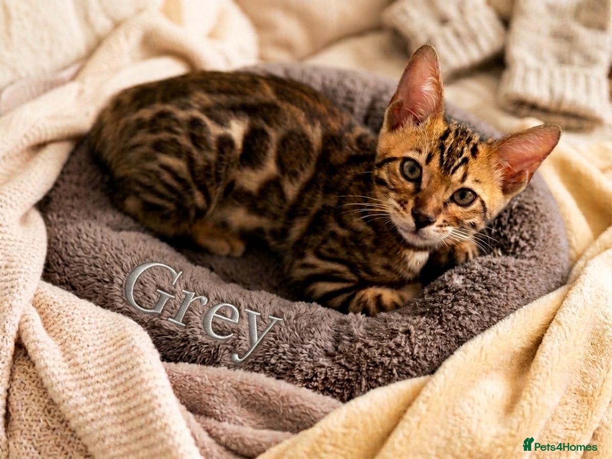 Bengal cats 😺5 Exceptional Bengal Kittens 😸 male - Advert 1