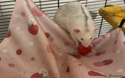 Rat rodents for sale: Friendly male rats with cage  - Image 4