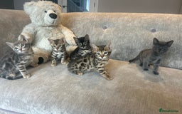 Bengal cats for sale: Stunning Bengal Kittens - TICA Registered - Image 12