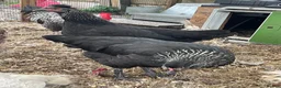 Chickens poultry for sale: Vaccinated Olive egger POL hens & Cockerel - Advert 3
