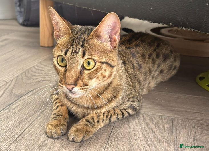 Savannah cats Stunning F5 Savannah Girl TigerLily - Advert 6