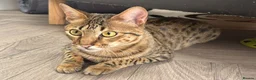 Savannah cats for sale: Stunning F5 Savannah Girl TigerLily - Advert 1