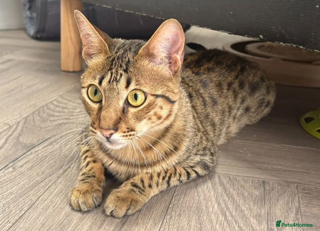 Savannah cats for sale: Stunning F5 Savannah Girl TigerLily - Advert 1