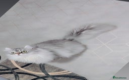 Persian cats for stud: chinchilla Persian stud ONLY - Image 1